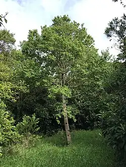 A tree in a forest clearing