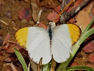 Dorsal view (male)