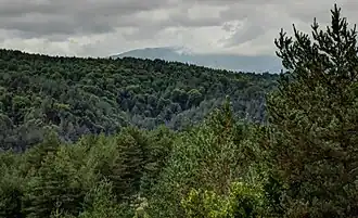 Mixed deciduous and coniferous forest in Plana