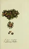 A lichen in Plantarum indigenarum et exoticarum icones ad vivum coloratae oder Sammlung nach der Natur gemalter Abbildungen inn- und ausländischer Pflanzen, für Liebhaber und Beflissene der Botanik (1792)