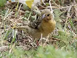 yellow-throated seedeater, a small yellowish-brown bird with a yellow chest and throat stood amongst the grass