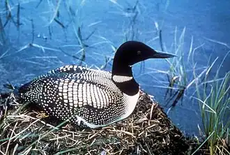 Common loon