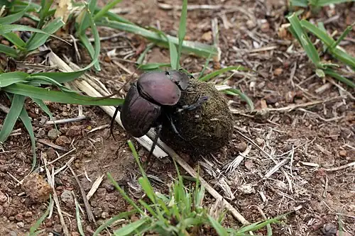 The beetle climbs onto the ball.