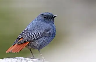 Male, Chaffi, Nainital, Uttarakhand