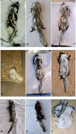 Six photos of weasel-like animals