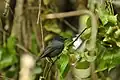 Pohnpei flycatcher
