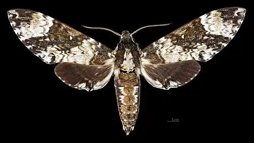 Poliana leucomelas ♀