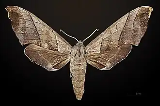 Female