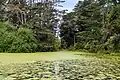 Pond and trees in Rosedale Park
