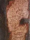 Bark of a sugar maple eaten by a porcupine in Quebec