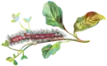 Illustrated caterpillar
