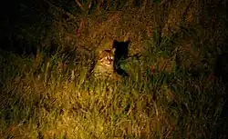 A fishing cat sitting in a grassy habitat in Nepal at night. Its eyes are shining.