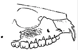 Line drawing of part of an animal skull, with the missing part outlined by a dotted line