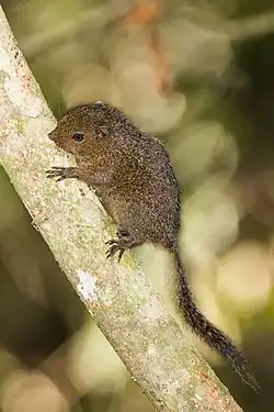Brown squirrel on a tree