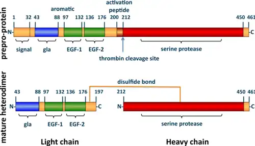A tube diagram representing the linear amino acid sequence of the preproprotein C (461 amino acids long) and mature heterodimer (light + heavy chains) highlighting the locations of the signal (1–32), gla (43–88), EGF-1 (97–132), EGF-2 (136–176), activation peptide (200–211), and serine protease (212–450) domains. The light (43–197) and heavy (212–461) chains of the heterodimer are joined by a line representing a disulfide bond between cysteine residues 183 and 319.