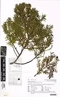Herbarium specimen