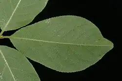 Lower surface of leaf