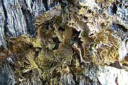 A species of Pseudocyphellaria growing in the Patagonian Andes near Bariloche, Argentina. This species has brilliant yellow soralia.