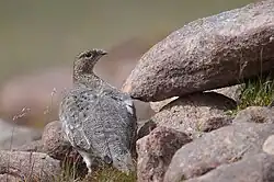 Female rock ptarmigan (L. m. millaisi) in summer plumage near Torridon, Scotland