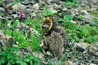 Rock ptarmigan