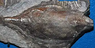 P. crouchi from Britain, at the FMNH.