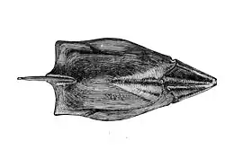 1908 illustration of P. rostrata's dorsal shield.