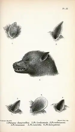 Drawing of bat head