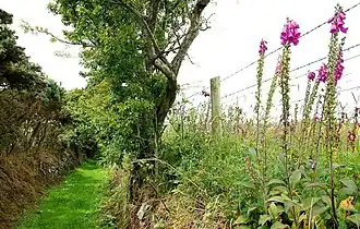 Public lane to Ballynoe Stone Circle (2008)