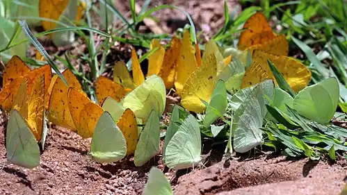 Puddling, Cristalino River Southern Amazon, Brazil