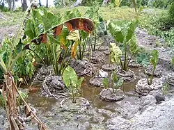A muddy marsh where Pulaka grows
