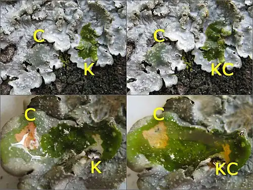 Lichen thallus showing chemical spot test reactions with colour changes