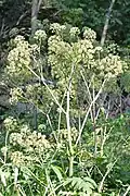 Purple-stemmed Angelica (Angelica atropurpurea) in London, Ontario, Canada 9 July 2015