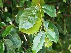 variety in leaf shape