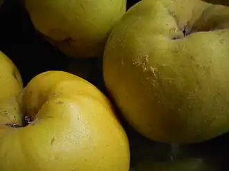 Russian 'Aromatnaya' quinces
