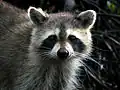A raccoon
