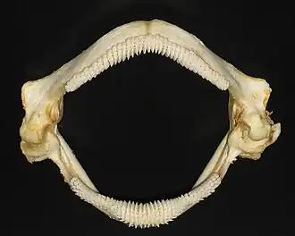 The thornback ray has teeth adapted to feed on crabs, shrimps and small fish.