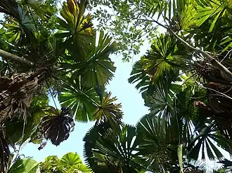 Licuala Walking Track near Wongaling Beach, Queensland