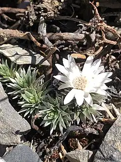 A photo of a white flower