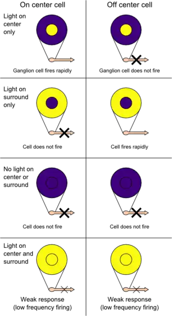 On-centre and off-surround presented alongside off-centre and off-surround retinal ganglion receptive fields