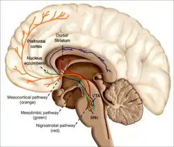 An image of the human brain. The reinforcing effects of drugs of abuse, such as nicotine, is associated with its ability to excite the mesolimbic and dopaminergic systems. How does the nicotine in e-cigarettes affect the brain? Until about age 25, the brain is still growing. Each time a new memory is created or a new skill is learned, stronger connections – or synapses – are built between brain cells. Young people's brains build synapses faster than adult brains. Because addiction is a form of learning, adolescents can get addicted more easily than adults. The nicotine in e-cigarettes and other tobacco products can also prime the adolescent brain for addiction to other drugs such as cocaine.