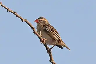 female Q. q. aethiopica in non-breeding plumage, Ethiopia
