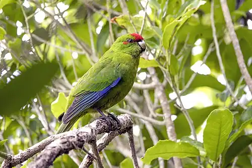 Red-crowned parakeet (Cyanoramphus novaezelandiae) Tiritiri Matangi.jpg