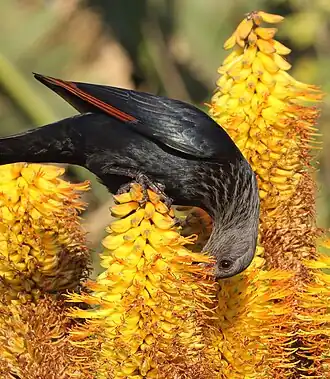 Female feeding on Aloe nectar