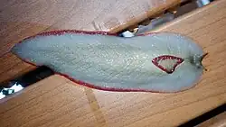 Two individuals of the green form of Triboniophorus graeffei, in the forest in Chatswood West, New South Wales. The slug on the right is starting to become active, the other is in the contracted state.