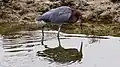 Reddish Egret (Bolsa Chica Wetlands, Huntington Beach, California)