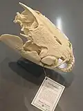 Replica of Pacu (Tambaqui) skull at the San Diego Zoo