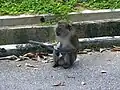Macaca mulatta