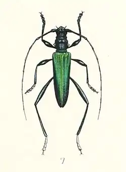 Colour drawing of Rhopalophora collaris
