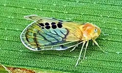 Rhotana gressittorum (tribe Rhotanini)