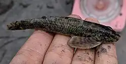 Rhyacichthys aspro; Rhyacichthyidae